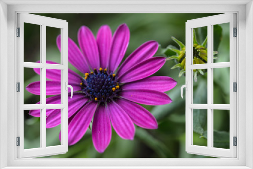 Fototapeta Naklejka Na Ścianę Okno 3D - Beautiful chamomile flowers