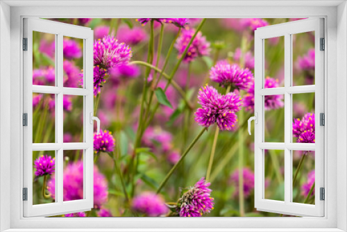 Fototapeta Naklejka Na Ścianę Okno 3D - Close-up Of Purple Flowering Plants On Field