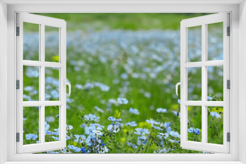 Fototapeta Naklejka Na Ścianę Okno 3D - Picturesque view of beautiful blooming flax field. Banner design