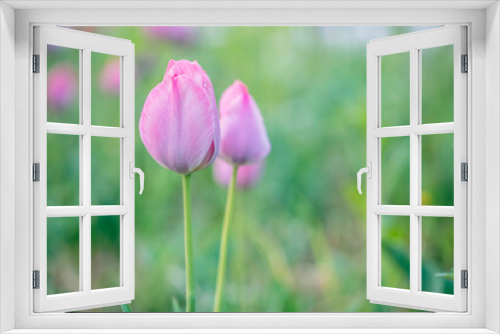 Fototapeta Naklejka Na Ścianę Okno 3D - Beautiful colorful pink tulip background photo