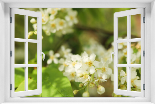 Fototapeta Naklejka Na Ścianę Okno 3D - flowering cherry branches. Soft focus