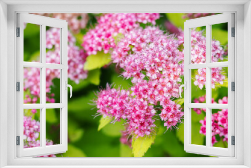 Fototapeta Naklejka Na Ścianę Okno 3D - Pink flowers of an ornamental shrub.