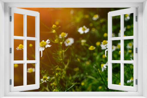 Fototapeta Naklejka Na Ścianę Okno 3D - Spring meadow with chamomile flowers on beautiful background with sunshine and copy space