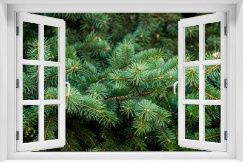 Fototapeta Naklejka Na Ścianę Okno 3D - close-up a needles of fir tree (Abies alba)