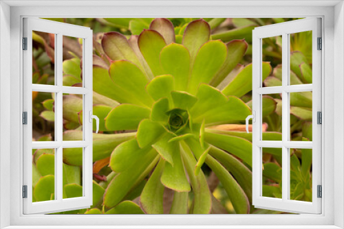 Fototapeta Naklejka Na Ścianę Okno 3D - Botany. Closeup of an Aeonium arboreum succulent plant, also known as Tree Houseleek, beautiful green rosettes texture and pattern.
