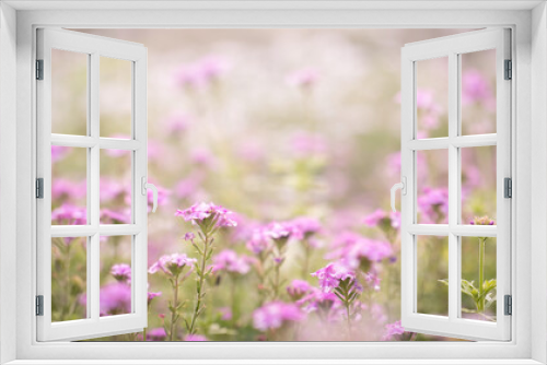 Fototapeta Naklejka Na Ścianę Okno 3D - beautiful pink flower field in the garden with blurry background and soft sunlight for horizontal floral poster. Close up flowers blooming on softness style in spring summer under sunrise