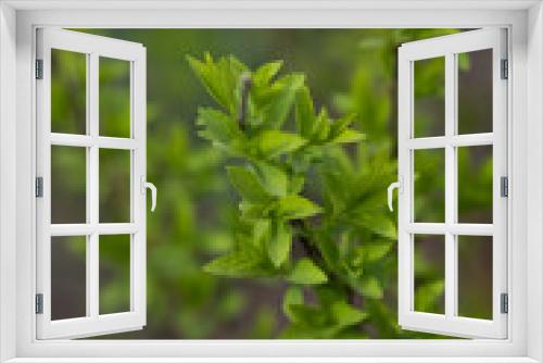 Fototapeta Naklejka Na Ścianę Okno 3D - A branch with young leaves in natural conditions in spring.