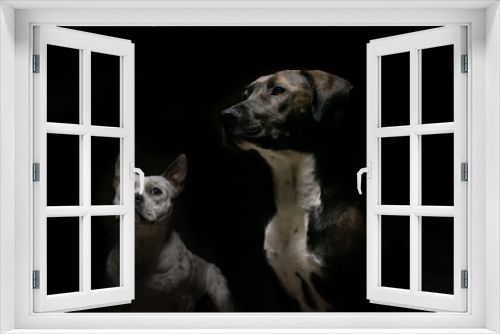 Fototapeta Naklejka Na Ścianę Okno 3D - Perros negro y blanco en un fondo oscuro mirando algo fijamente