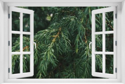 Fototapeta Naklejka Na Ścianę Okno 3D - Young spruce tree branch close-up. Evergreen forest. Soft sunlight. Pure nature, ecology, decorative plants and trees, landscaping design, reforestation concepts. Christmas and New Year symbol