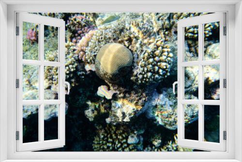 Fototapeta Naklejka Na Ścianę Okno 3D - Corals in the Red Sea, underwater world