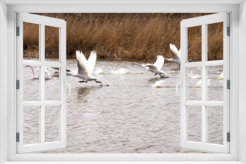 Fototapeta Naklejka Na Ścianę Okno 3D - white swans flying over the water with a blue sky