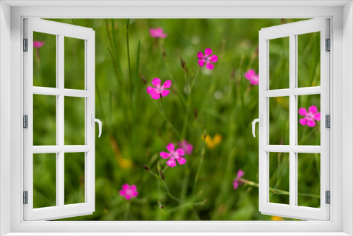 Fototapeta Naklejka Na Ścianę Okno 3D - Pink flowers on mountain meadow