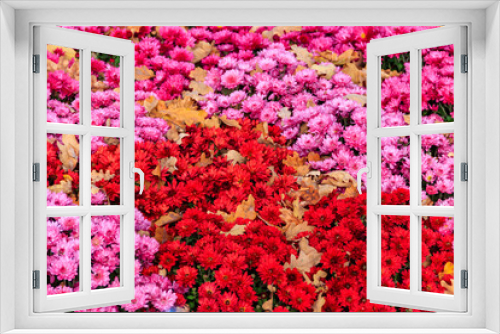 Fototapeta Naklejka Na Ścianę Okno 3D - Background of the beautiful colorful chrysanthemum flowers