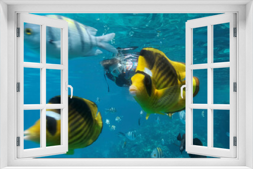 Fototapeta Naklejka Na Ścianę Okno 3D - Woman in diving equipment swims on the surface of the water and looks at marine life. Female snorkeler swims underwater and looking at on tropical fishes. Red sea, Egypt