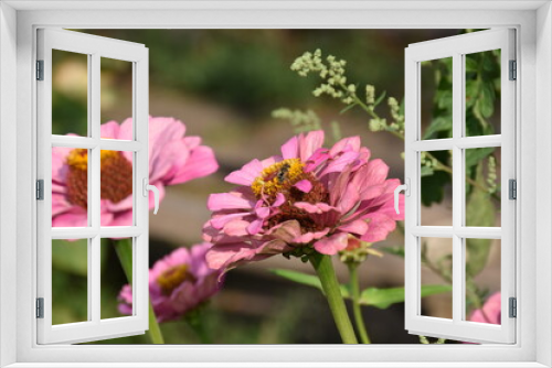 Fototapeta Naklejka Na Ścianę Okno 3D - the magic summer garden flowers