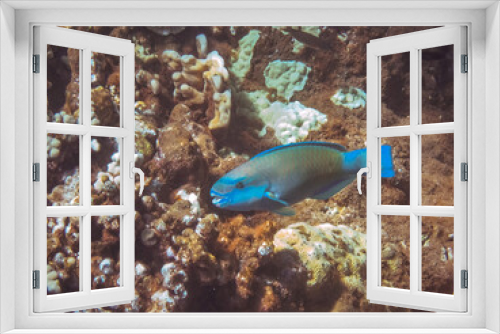 Fototapeta Naklejka Na Ścianę Okno 3D - Underwater image of Pacific ocean water and the coral reef taken in Maui Hawaii