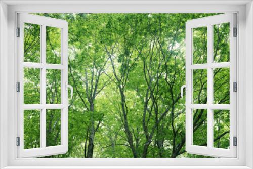 Fototapeta Naklejka Na Ścianę Okno 3D - 新緑の林