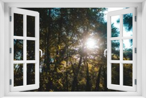 Fototapeta Naklejka Na Ścianę Okno 3D - Sun through trees