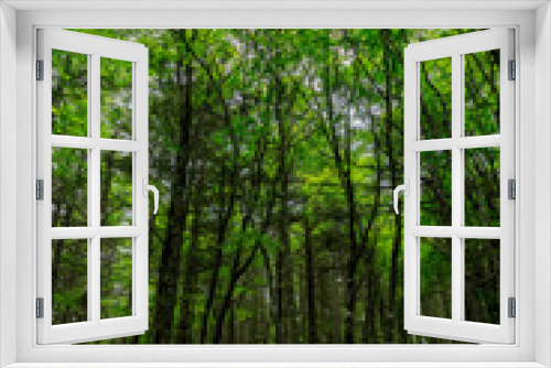 Fototapeta Naklejka Na Ścianę Okno 3D - If you hike through the green forest in the summer, you will feel cool even in the summer.