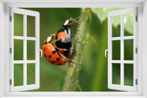 Fototapeta Naklejka Na Ścianę Okno 3D - two bright ladybirds on a plant stem