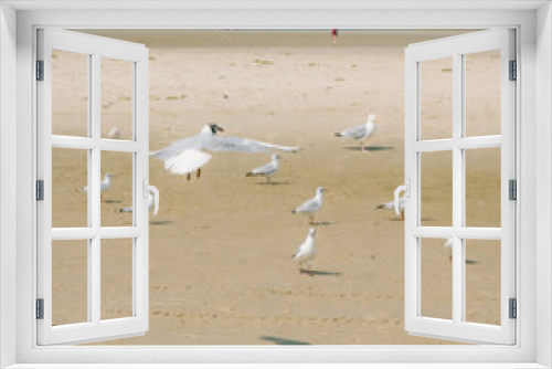 Fototapeta Naklejka Na Ścianę Okno 3D - Seagull Beach