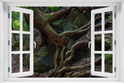 Fototapeta Naklejka Na Ścianę Okno 3D - 岩に絡んだ木の根