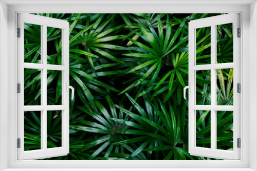 Fototapeta Naklejka Na Ścianę Okno 3D - top view rhapis excelsa or Lady palm leaves in the garden. topical green tree leaf. nature background and wallpaper.