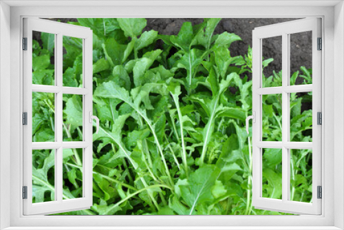Fototapeta Naklejka Na Ścianę Okno 3D - Arugula (Eruca sativa) growing in the garden