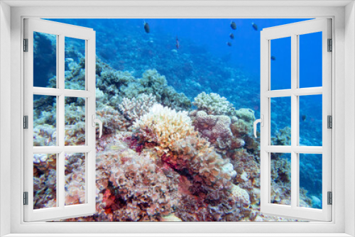 Fototapeta Naklejka Na Ścianę Okno 3D - Colorful, picturesque coral reef at the sandy bottom of tropical sea, hard corals, underwater landscape