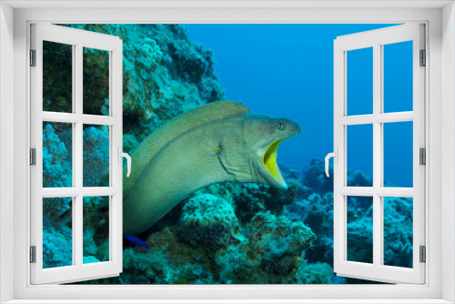 Fototapeta Naklejka Na Ścianę Okno 3D - Close-up portrait of Moray with open mouth peeks out of its hiding place. Yellow-mouthed Moray Eel (Gymnothorax nudivomer) Red Sea, Egypt