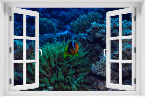 Fototapeta Naklejka Na Ścianę Okno 3D - anemone fish, clown underwater orange fish sea background aquarium