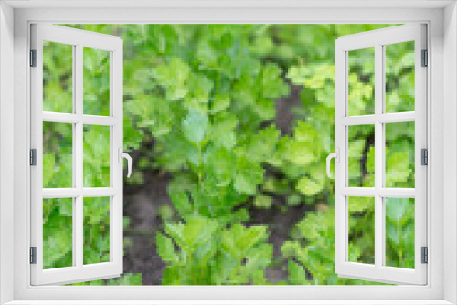 Fototapeta Naklejka Na Ścianę Okno 3D - Parsley grows in the garden. Fresh juicy parsley, natural and organic	