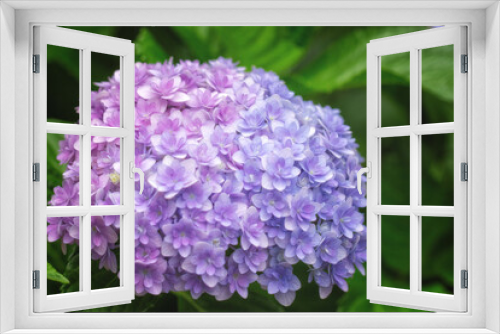Fototapeta Naklejka Na Ścianę Okno 3D - クルムコックという品種の紫陽花