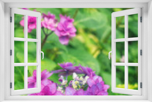 Fototapeta Naklejka Na Ścianę Okno 3D - 滋賀県守山市の「もりやま芦刈園」に咲く満開の額紫陽花