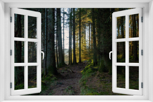 Fototapeta Naklejka Na Ścianę Okno 3D - A path through a fir tree forest, Blaen-y-glyn, Brecon Beacons, Waterfall Country, Wales
