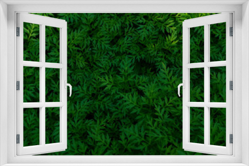 Fototapeta Naklejka Na Ścianę Okno 3D - green background