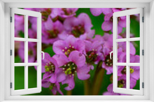 Fototapeta Naklejka Na Ścianę Okno 3D - Blooming pink Bergenia flower on a green background on a sunny day macro photography. Fresh elephant's ears flower with purple petals in springtime close-up photo.	