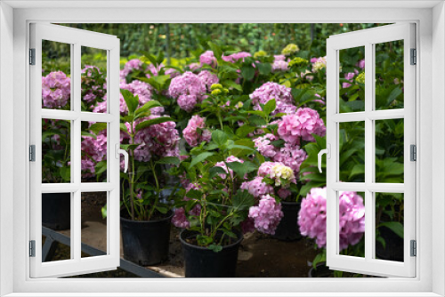 Fototapeta Naklejka Na Ścianę Okno 3D - Pink Hydrangea macrophylla, commonly referred to as bigleaf hydrangea, is one of the most popular landscape shrubs owing to its large mophead flowers.