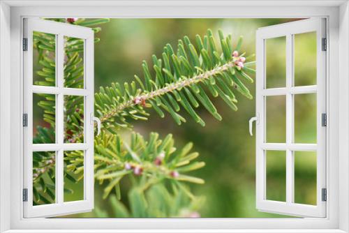 Fototapeta Naklejka Na Ścianę Okno 3D - Pine branches in closeup