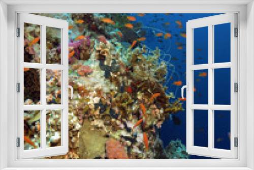 Fototapeta Naklejka Na Ścianę Okno 3D - Fishing line entangled in hard coral     