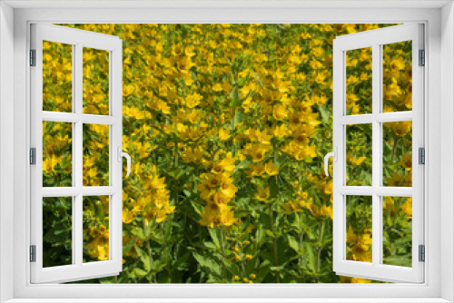 Fototapeta Naklejka Na Ścianę Okno 3D - Spotted loosestrife. Blooming beautiful yellow flowers outdoors.