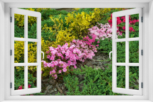 Fototapeta Naklejka Na Ścianę Okno 3D - The flowering rhododendron shrub is royally beautiful