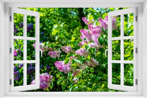 Fototapeta Naklejka Na Ścianę Okno 3D - Pink lilac blooms in the Botanical garden
