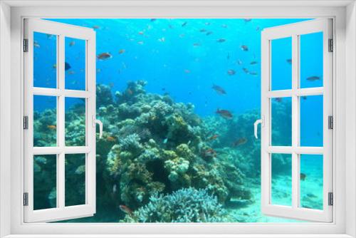 Fototapeta Naklejka Na Ścianę Okno 3D - Spectacular Coral reef and water plants in the Red Sea, Eilat Israel