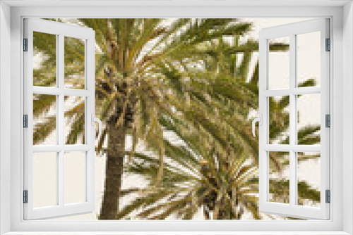 Fototapeta Naklejka Na Ścianę Okno 3D - Palmiers vue de bas 