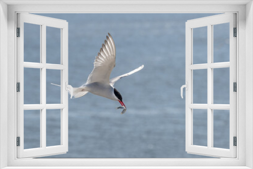 Fototapeta Naklejka Na Ścianę Okno 3D - Flying arctic tern (Sterna paradisaea) with a fish in its beak over the blue sea, the elegant migration bird has the longest route from Arctic to Antarctic, copy space