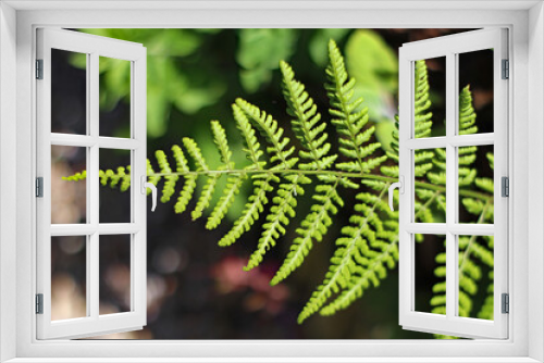 Fototapeta Naklejka Na Ścianę Okno 3D - Close up of a fern leaf growing in an English garden