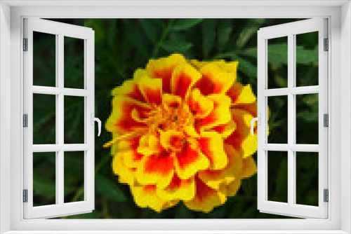 Fototapeta Naklejka Na Ścianę Okno 3D - marigolds bloom on a bed in a flower garden. cultivation of flowers concept