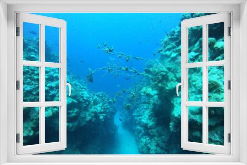Fototapeta Naklejka Na Ścianę Okno 3D - Coral reef and water plants in the Red Sea, Dahab, blue lagoon Sinai Egypt
