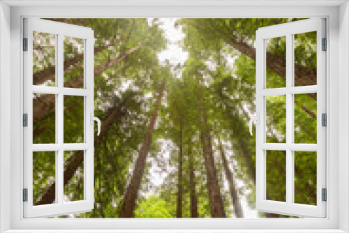 Fototapeta Naklejka Na Ścianę Okno 3D - vertical photograph of large sequoia trees in forest in cantabria
